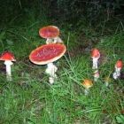 Растительный мир