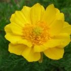 Растительный мир