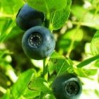 Растительный мир