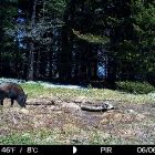 Фотоловушки