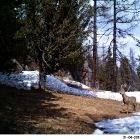 Фотоловушки