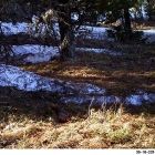 Фотоловушки