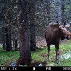 Фотоловушки