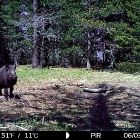 Фотоловушки