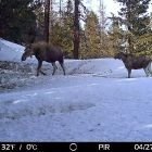 Фотоловушки