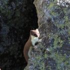 Животный мир