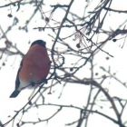 Животный мир