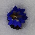 Растительный мир