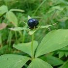 Растительный мир