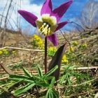 Растительный мир