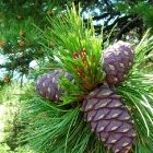 Растительный мир