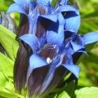 Растительный мир