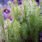 Растительный мир