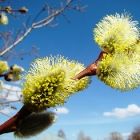 Растительный мир