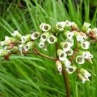 Растительный мир