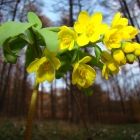 Растительный мир