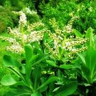 Растительный мир