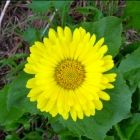 Растительный мир