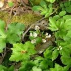 Растительный мир