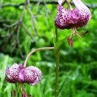 Растительный мир