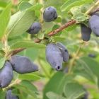 Растительный мир