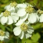 Растительный мир