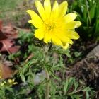 Растительный мир