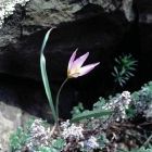 Растительный мир