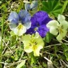 Растительный мир