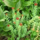 Растительный мир