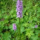 Растительный мир