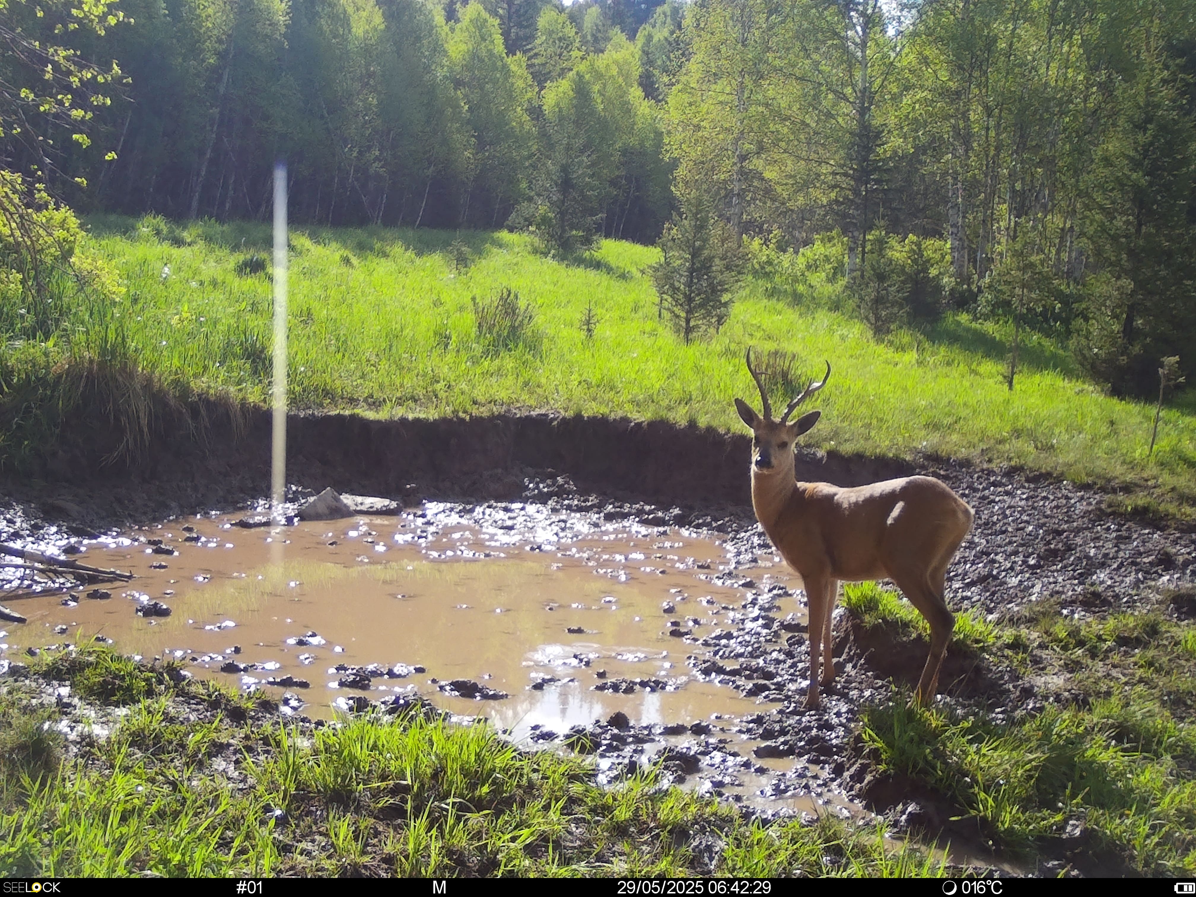 Животный мир