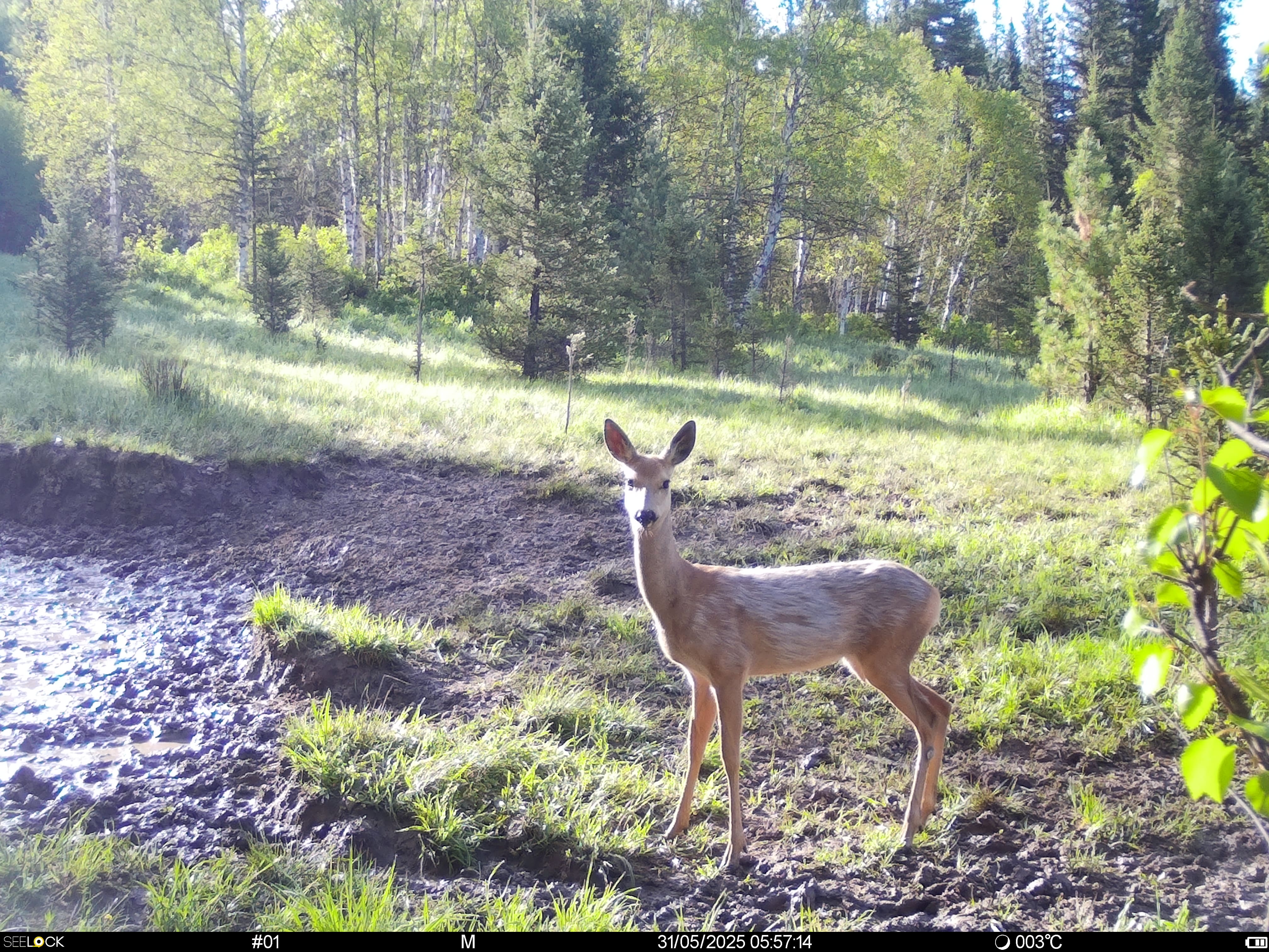 Животный мир