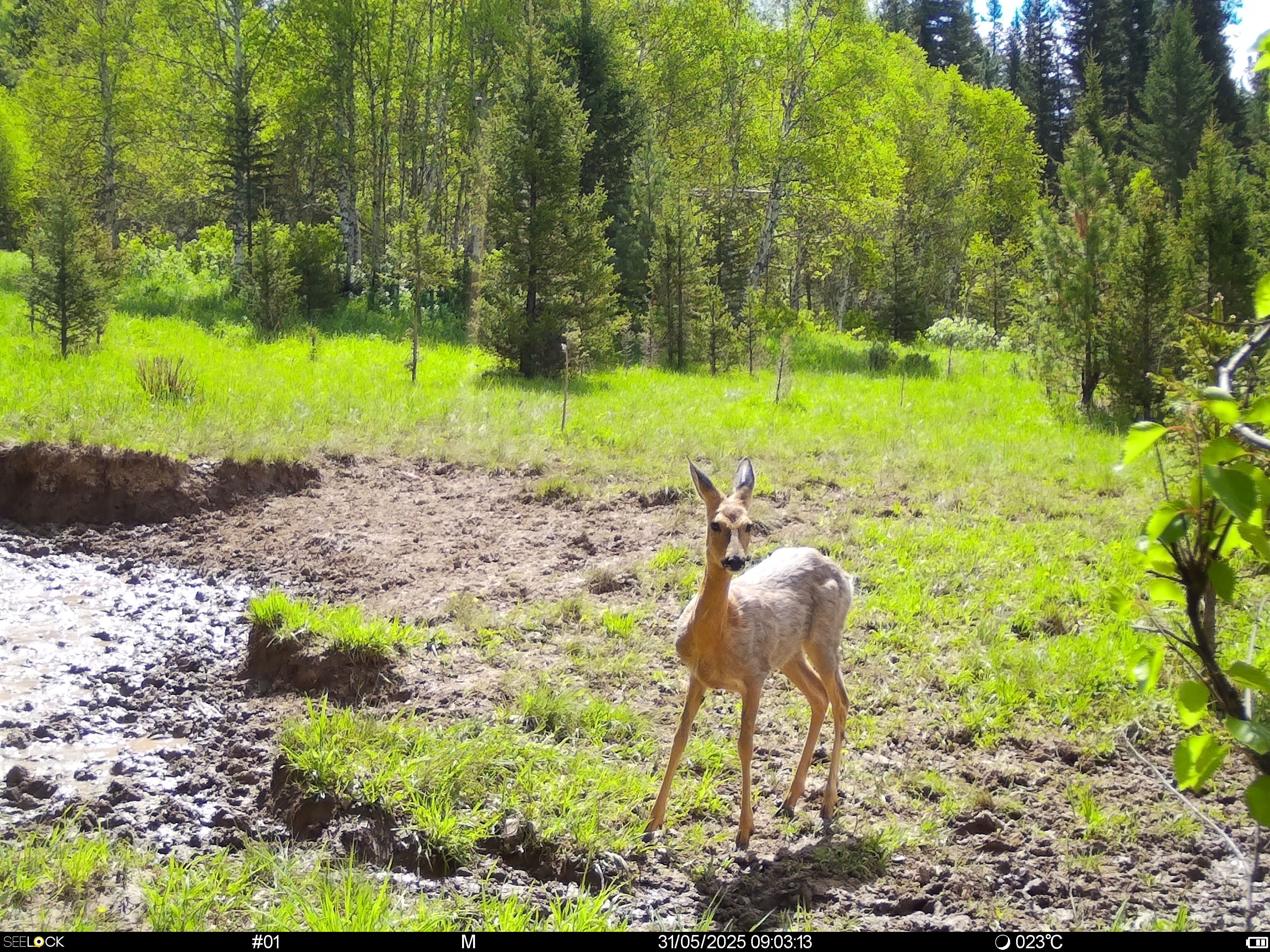 Животный мир