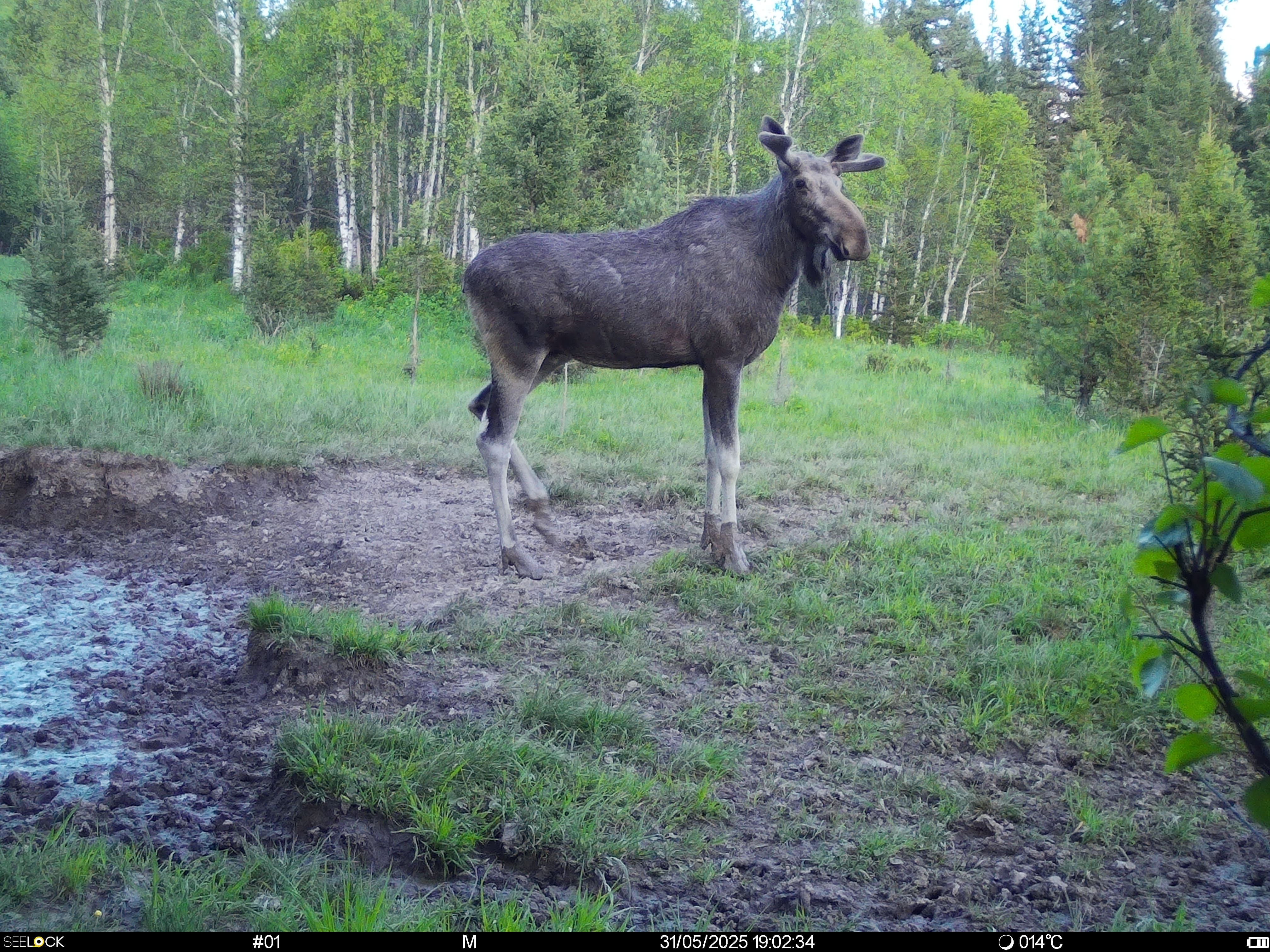 Животный мир