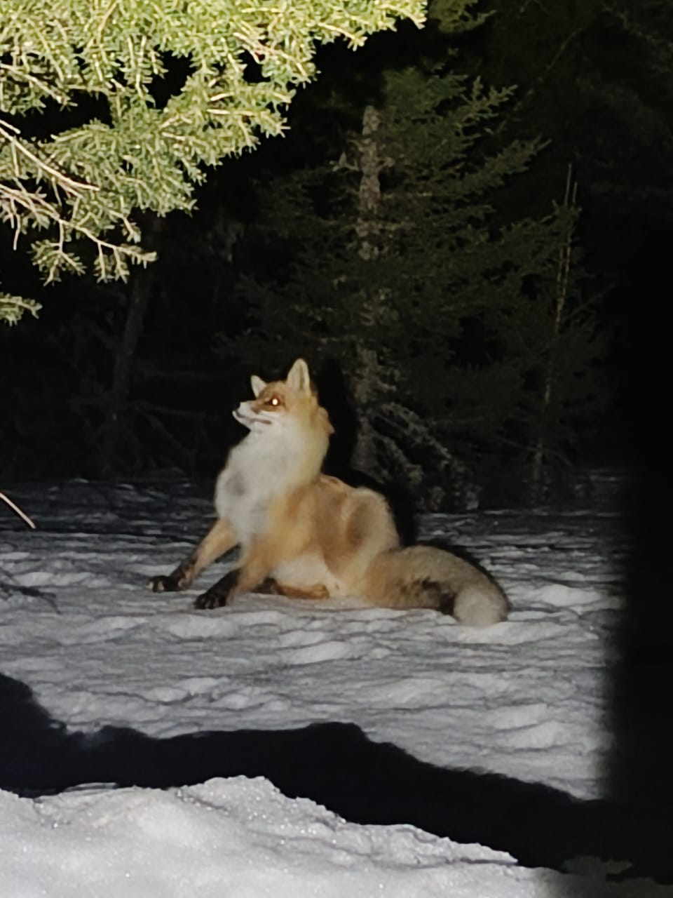 Животный мир