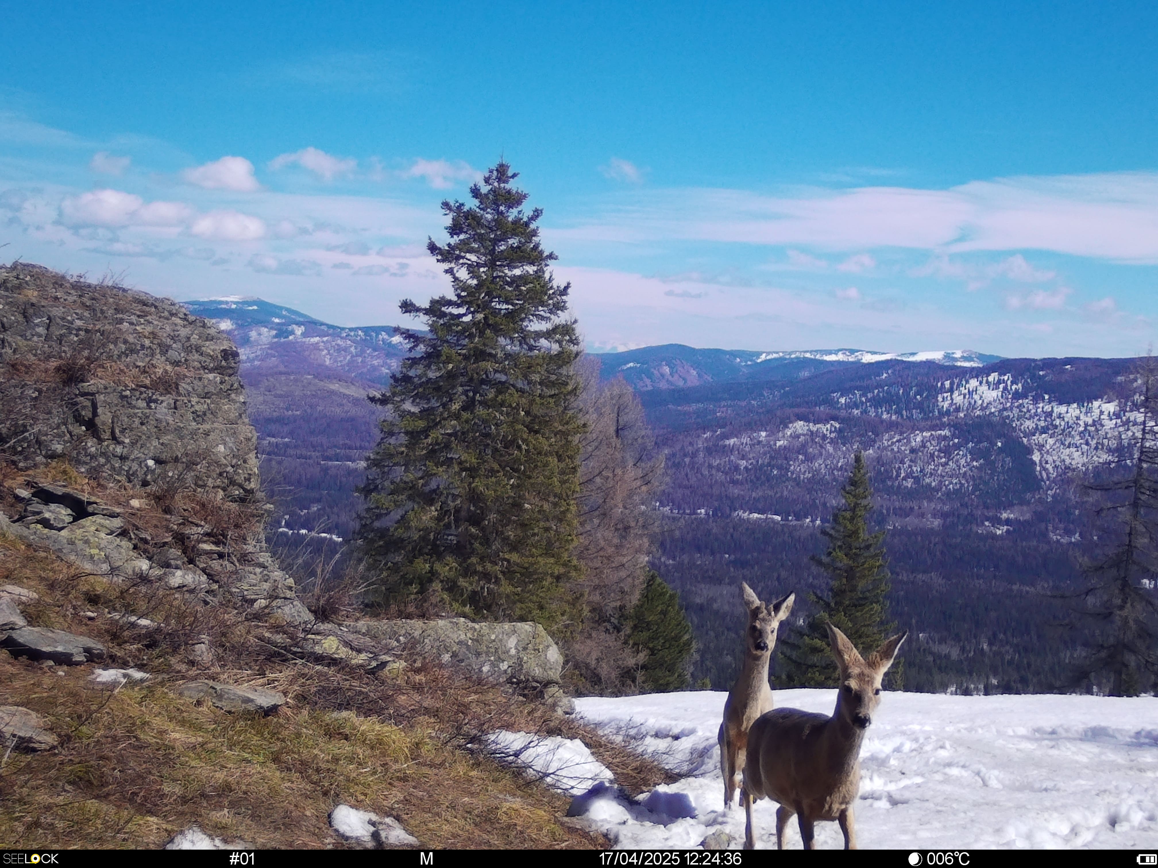 Животный мир