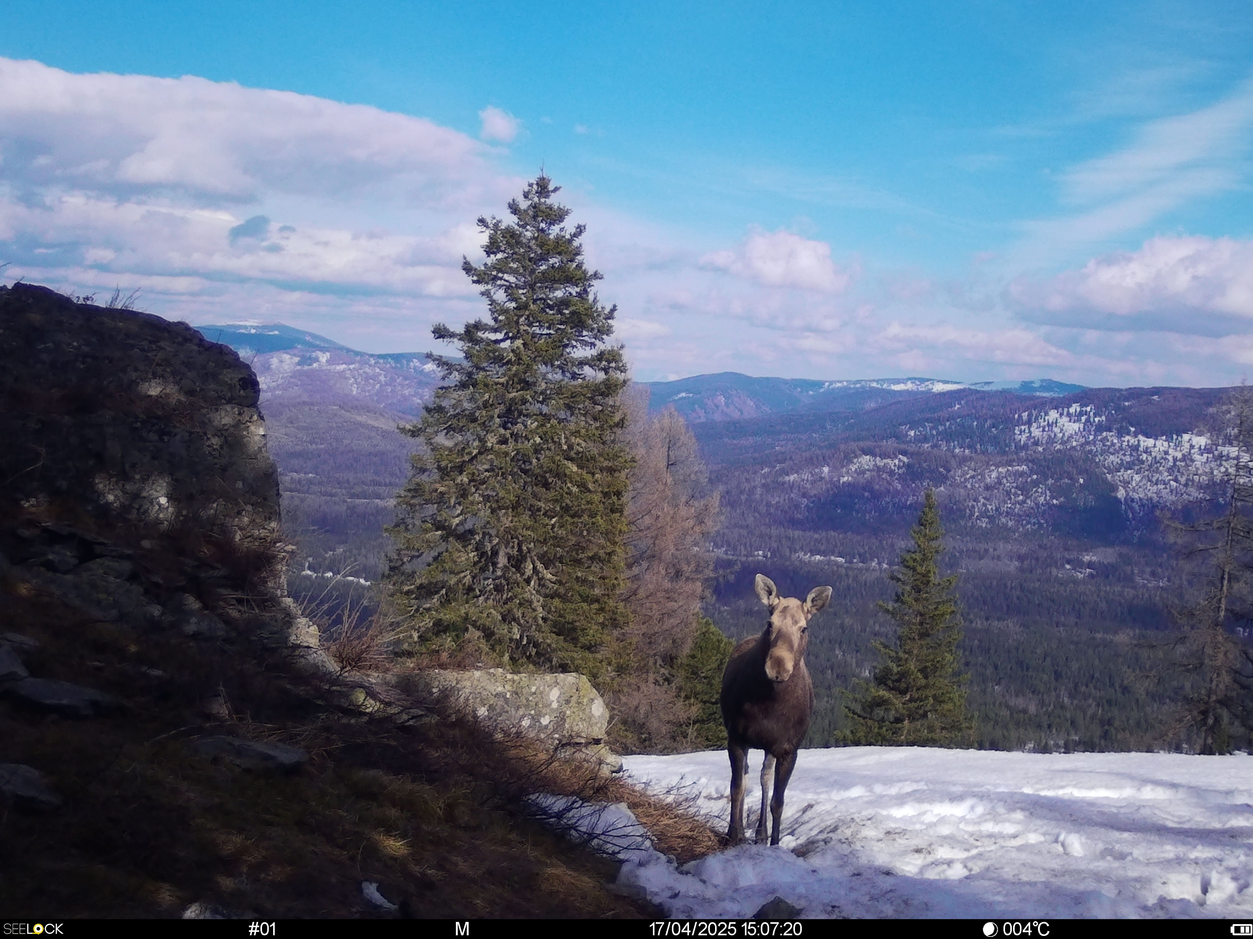 Животный мир