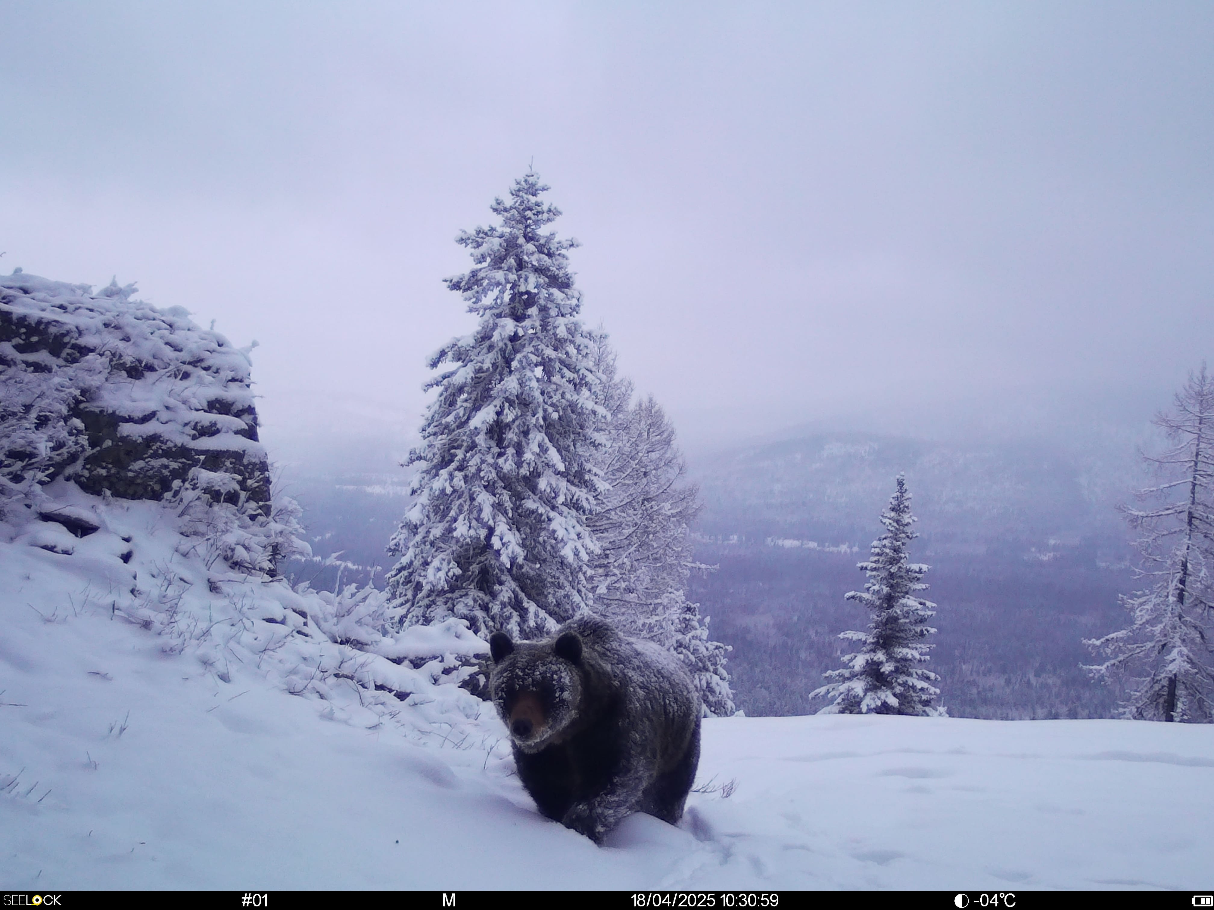 Животный мир