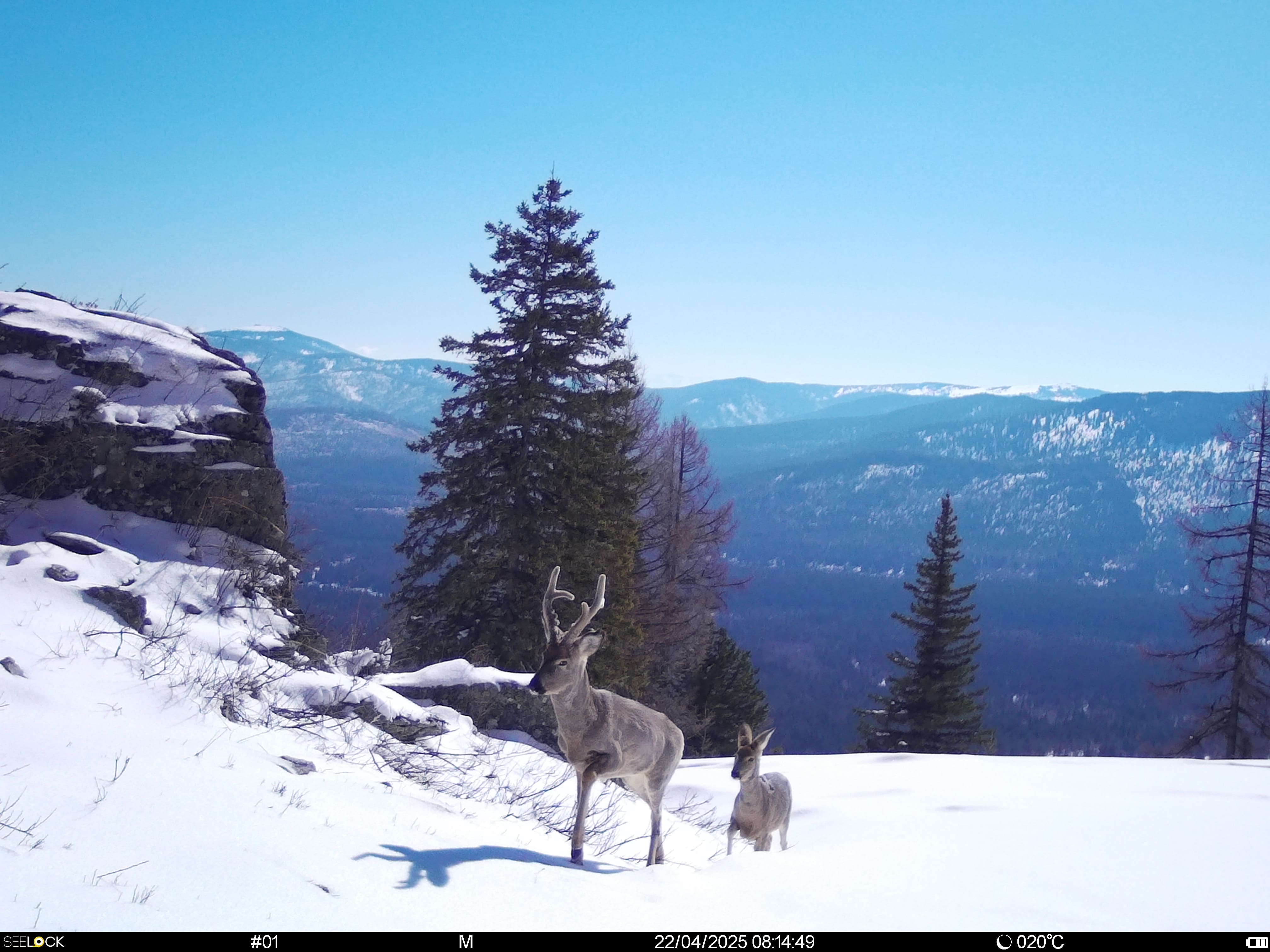 Животный мир