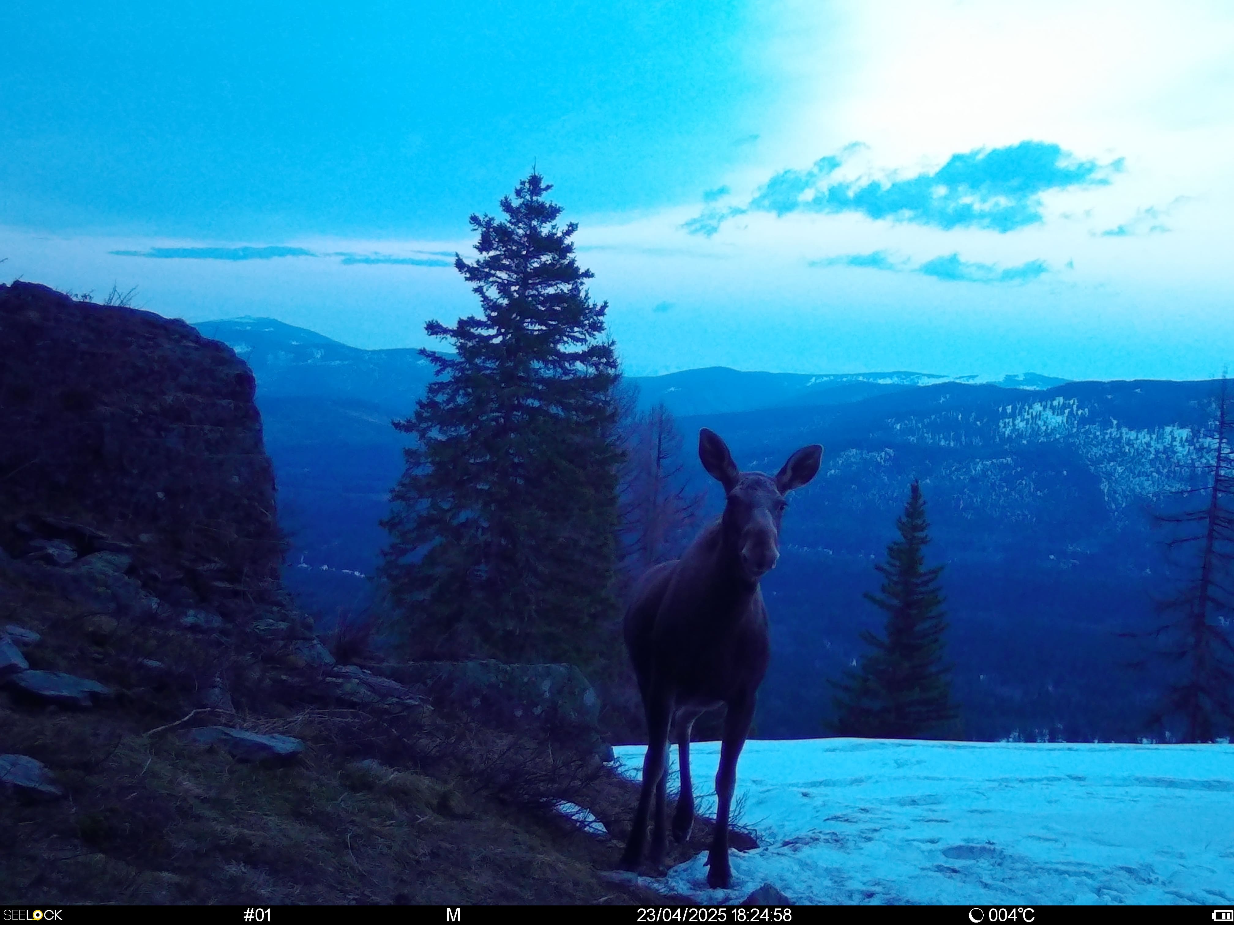 Животный мир